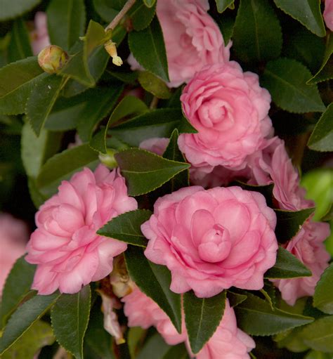 October mafic pink perplexion camellia